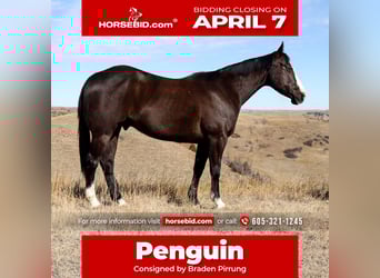 American Quarter Horse, Castrone, 5 Anni, 152 cm, Morello