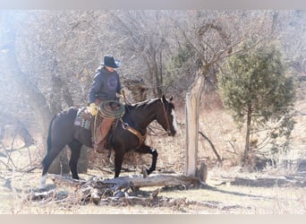 American Quarter Horse, Castrone, 5 Anni, 152 cm, Morello