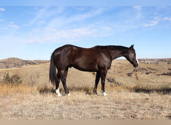 American Quarter Horse, Castrone, 5 Anni, 152 cm, Morello
