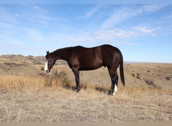 American Quarter Horse, Castrone, 5 Anni, 152 cm, Morello