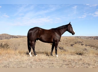 American Quarter Horse, Castrone, 5 Anni, 152 cm, Morello