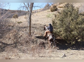 American Quarter Horse, Castrone, 5 Anni, 152 cm, Morello