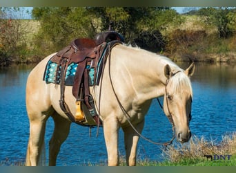 American Quarter Horse, Castrone, 5 Anni, 152 cm, Palomino