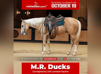 American Quarter Horse, Castrone, 5 Anni, 152 cm, Palomino