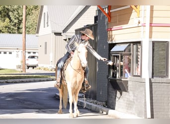 American Quarter Horse, Castrone, 5 Anni, 152 cm, Palomino