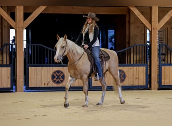 American Quarter Horse, Castrone, 5 Anni, 152 cm, Palomino