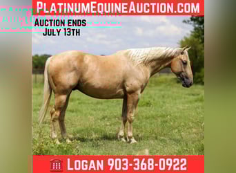 American Quarter Horse, Castrone, 5 Anni, 152 cm, Palomino