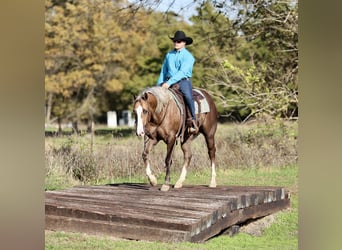 American Quarter Horse, Castrone, 5 Anni, 152 cm, Palomino