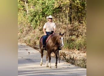 American Quarter Horse, Castrone, 5 Anni, 152 cm, Palomino
