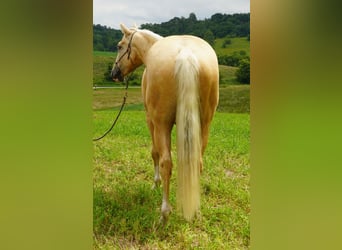 American Quarter Horse, Castrone, 5 Anni, 152 cm, Palomino