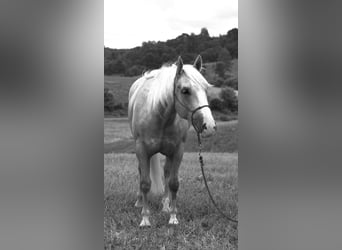 American Quarter Horse, Castrone, 5 Anni, 152 cm, Palomino