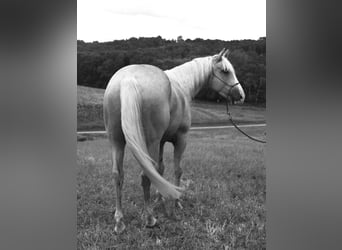 American Quarter Horse, Castrone, 5 Anni, 152 cm, Palomino