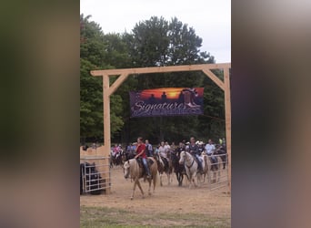 American Quarter Horse, Castrone, 5 Anni, 152 cm, Palomino