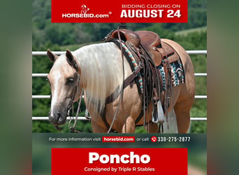 American Quarter Horse, Castrone, 5 Anni, 152 cm, Palomino