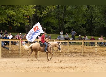 American Quarter Horse, Castrone, 5 Anni, 152 cm, Palomino