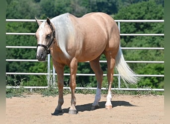 American Quarter Horse, Castrone, 5 Anni, 152 cm, Palomino