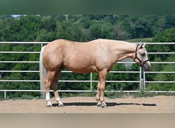 American Quarter Horse, Castrone, 5 Anni, 152 cm, Palomino