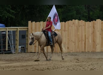 American Quarter Horse, Castrone, 5 Anni, 152 cm, Palomino