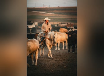 American Quarter Horse, Castrone, 5 Anni, 152 cm, Palomino