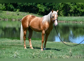 American Quarter Horse, Castrone, 5 Anni, 152 cm, Palomino