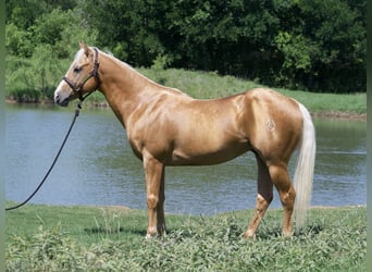 American Quarter Horse, Castrone, 5 Anni, 152 cm, Palomino