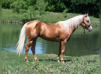 American Quarter Horse, Castrone, 5 Anni, 152 cm, Palomino