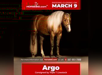 American Quarter Horse, Castrone, 5 Anni, 152 cm, Palomino
