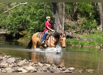 American Quarter Horse, Castrone, 5 Anni, 152 cm, Pelle di daino