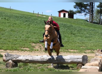 American Quarter Horse, Castrone, 5 Anni, 152 cm, Pelle di daino