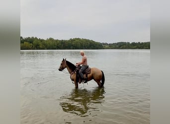 American Quarter Horse, Castrone, 5 Anni, 152 cm, Pelle di daino