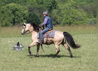 American Quarter Horse, Castrone, 5 Anni, 152 cm, Pelle di daino