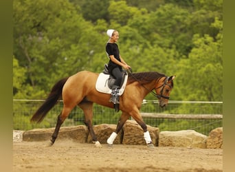 American Quarter Horse, Castrone, 5 Anni, 152 cm, Pelle di daino