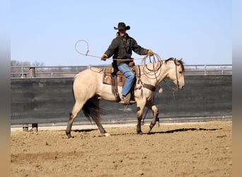 American Quarter Horse, Castrone, 5 Anni, 152 cm, Pelle di daino
