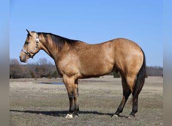 American Quarter Horse, Castrone, 5 Anni, 152 cm, Pelle di daino