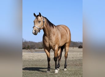 American Quarter Horse, Castrone, 5 Anni, 152 cm, Pelle di daino