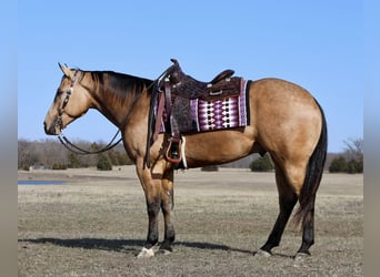 American Quarter Horse, Castrone, 5 Anni, 152 cm, Pelle di daino