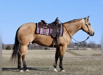 American Quarter Horse, Castrone, 5 Anni, 152 cm, Pelle di daino