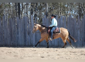 American Quarter Horse, Castrone, 5 Anni, 152 cm, Pelle di daino