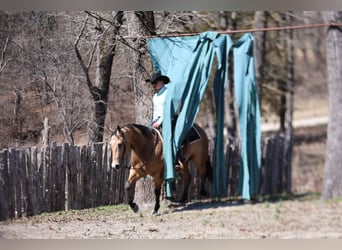 American Quarter Horse, Castrone, 5 Anni, 152 cm, Pelle di daino