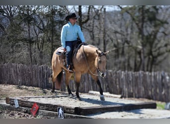 American Quarter Horse, Castrone, 5 Anni, 152 cm, Pelle di daino