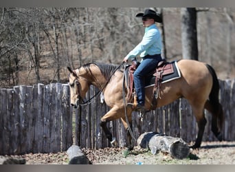 American Quarter Horse, Castrone, 5 Anni, 152 cm, Pelle di daino