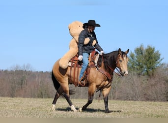 American Quarter Horse, Castrone, 5 Anni, 152 cm, Pelle di daino