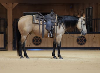 American Quarter Horse, Castrone, 5 Anni, 152 cm, Pelle di daino