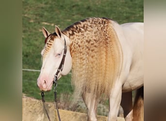 American Quarter Horse, Castrone, 5 Anni, 152 cm, Perlino