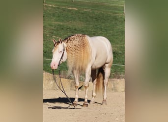 American Quarter Horse, Castrone, 5 Anni, 152 cm, Perlino