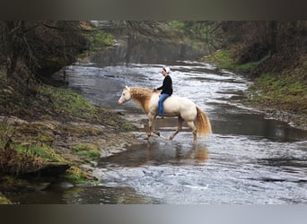 American Quarter Horse, Castrone, 5 Anni, 152 cm, Perlino