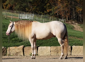 American Quarter Horse, Castrone, 5 Anni, 152 cm, Perlino