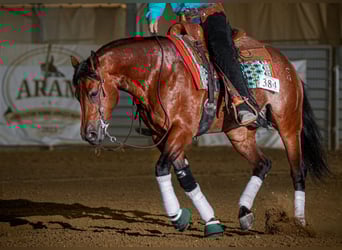 American Quarter Horse, Castrone, 5 Anni, 152 cm, Rabicano