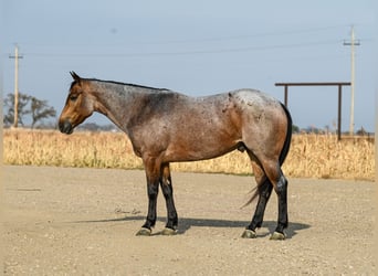 American Quarter Horse, Castrone, 5 Anni, 152 cm