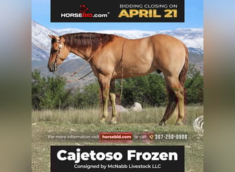 American Quarter Horse, Castrone, 5 Anni, 152 cm, Red dun